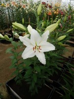 [4360 White Spear DJ No01.JPG]